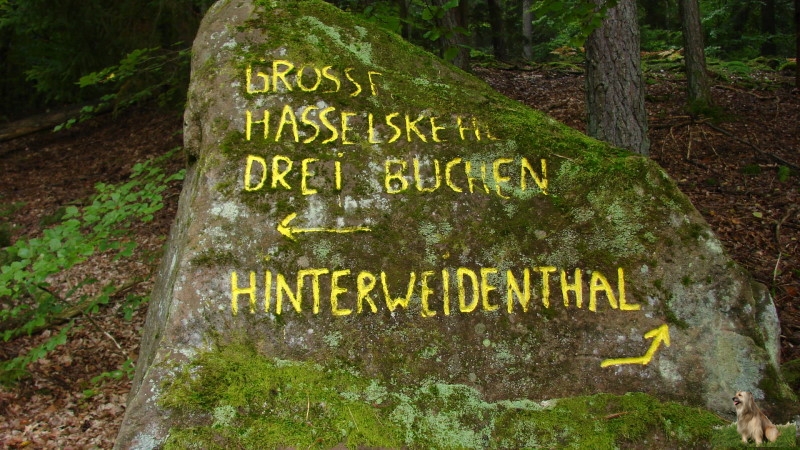 Ritterstein Nr. 215-1 Grosse Hasselskehl - Drei Buchen Hinterweidenthal 209 ü NN .JPG - Ritterstein Nr.215 Grosse Hasselskehl - Drei Buchen 209 ü NN